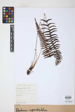 Blechnum appendiculatum Willd.