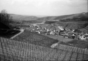 Bickensohl: Umgelegte Weinberge mit Blick auf Bickensohl