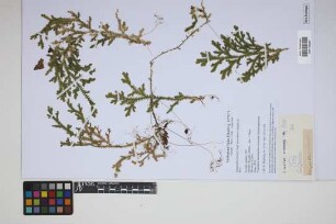 Selaginella silvestris Aspl.