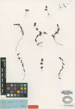 Galium thymifolium Boiss. & Heldr. [type]