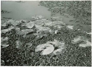 Regele-Carol-Kanal. Salvinio und Nymphaea