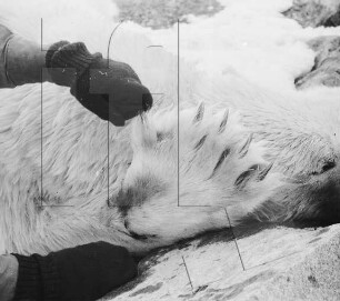 Duvefjord : Pranke eines erlegten Eisbären