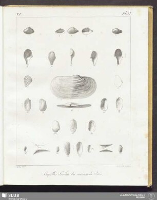 Pl. IX