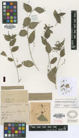 Argythamnia boliviensis Müll.Arg.
