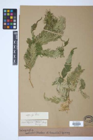 Selaginella wallichii (Hook. & Grev.) Spring