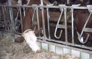 Fotografie: Fangfressgitter, Liegeboxenlaufstall