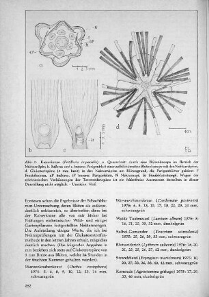 Abb. 2: Kaiserkrone (Frittillaria imperialis)