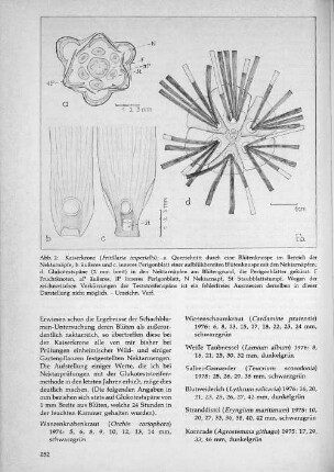 Abb. 2: Kaiserkrone (Frittillaria imperialis)