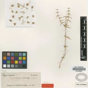 Acanthophyllum elatius Bunge ex Boiss. [syntype]