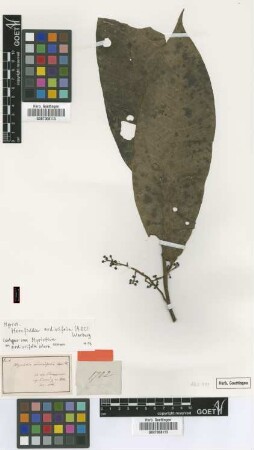 Myristica ardisiifolia A.DC. [isotype]