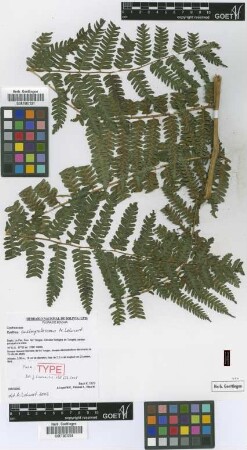 Cyathea austropallescens Lehnert [paratype]