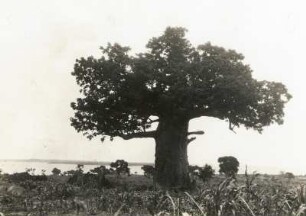 Mosambik. Porto Amelia (Pemba), Affenbrotbäume (Adansonia)