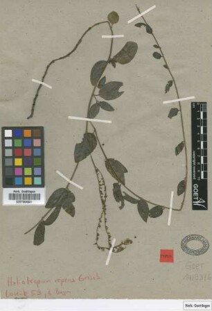 Heliotropium repens Griseb. [holotype]