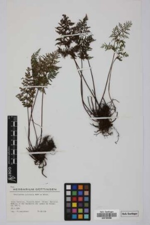 Cheilanthes pulchella Bory ex Willd.