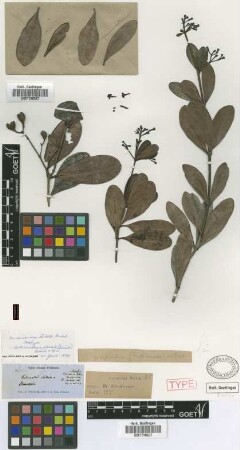 Ferdinandea stellata Griseb.