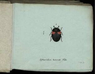 Spharidium humerale Fabr. - Dytiscus abbreviatus Fabr.