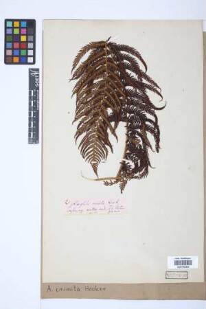 Alsophila crinita Hook.