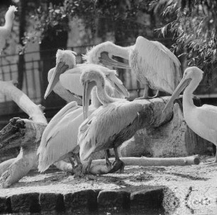 Zootiere. Pelikane im Leipziger Zoo