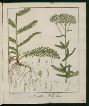 17r, Achillea Millefolium