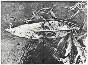 Blatt im Wasser, experimentell