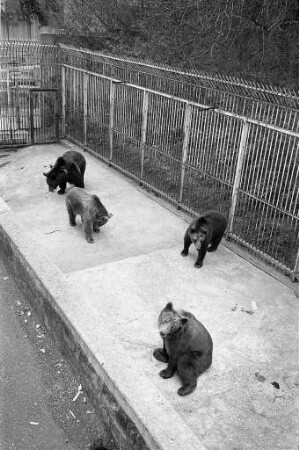Ausbruch von vier Braunbären aus ihrer Behausung im Karlsruher Zoo