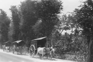 Java-Büffelwagen am Weg (Exkursion: Niederländisch-Indien 1938)