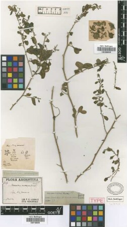 Chenopodium exocarpum Griseb. [type]