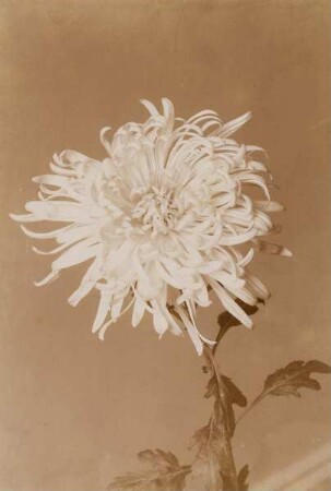 Chrysantheme