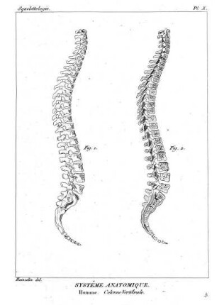 Pl. X. Systême Anatomique. Homme. Colonne Vertébrale.