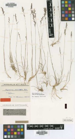 Agrostis coarctata Ehrh. ex Hoffm. [type]