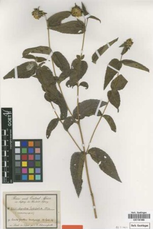 Aspilia latifolia Oliv. & Hiern [type]