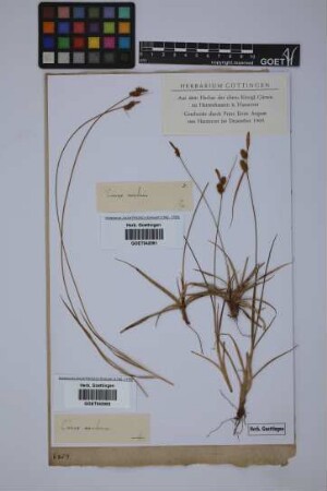 Carex montana L.