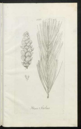 593. Pinus Strobus
