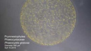 Phaeocystis globosa Sylt 2015