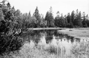 Kaltenbronn: Hohlohsee