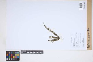 Asplenium monanthes