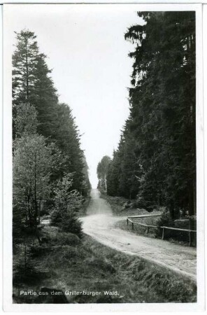 Grillenburg. Grillenburger Wald