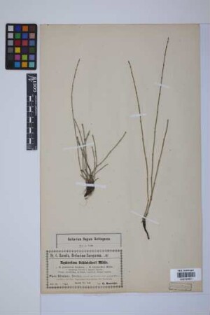 Equisetum trachyodon (A. Br.) Koch