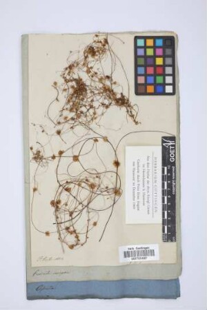 Cuscuta europaea