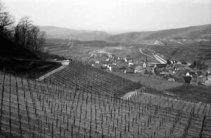 Bickensohl: Umgelegte Weinberge mit Blick auf Bickensohl