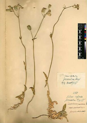 Caryophyllaceae Silene inflata Smith, James Edward, 1759 - 1828 [Jerusalem, Yerushalayim, El Quds, Al-Quds, Al Quds, El Quds Esh Sherif, Al-Muqaddas, Jérusalem, Gerusalemme, Jerusalén, Aelia Capitolina, Colonia Aelia Capitolina, Hierosolyma, Urusalim, Jerusalem]