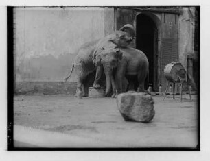 Elefanten im Zoologischen Garten Dresden