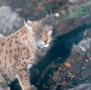 Nationalpark Bayerischer Wald. Luchs