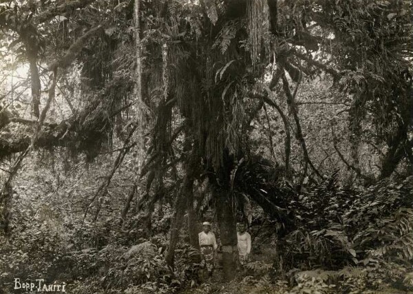 "Paysage des environs de Papeete, Tahiti"