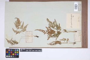 Anogramma chaerophylla (Desv.) Link