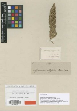 Asplenium obtusatum G.Forst. [type]
