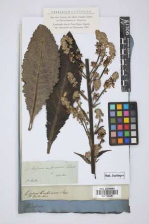 Verbascum austriacum Schott