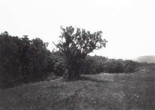 Kilimandscharo. Horombo-Region, Waldgrenze : Deutsch-Ostafrika (heute: Tansania). Kilimandscharo. Horombo-Region (ca. 3700 m). Obere Waldgrenze, künstlich geradlinig durch Beweidung, um 1888