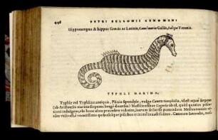 Hippocampus & hippus