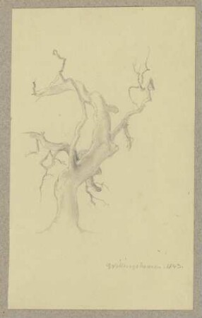 Kahler Baum bei Willingshausen